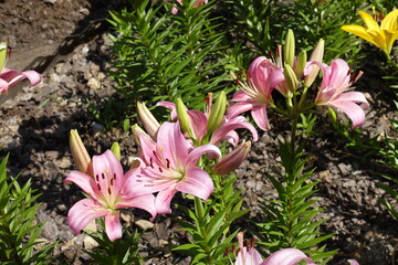Blooming light pink lilies in mid June