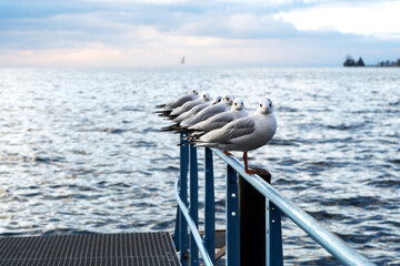 Seagulls sit on the pier on the shore and look expressively at the camera, near a lake or the sea,...