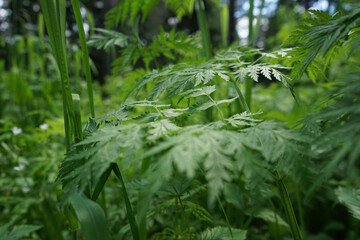 Green grass in the morning. Close-up. Nature floral background.