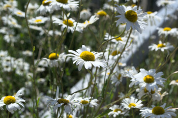 Wild daisy's 