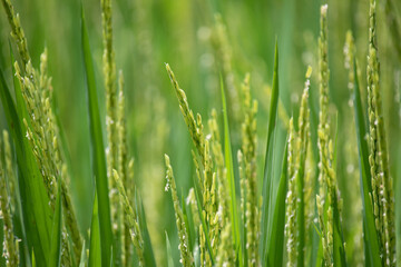 Fototapeta na wymiar Close up of green rice field. 