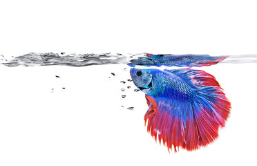 beautiful colorful siamese fighting Betta fish with blue and red color theme in clear water white background