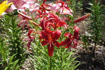 Flowers of spotted red lily with strongly recurved petals in June