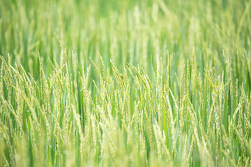 Close up of green rice field.
