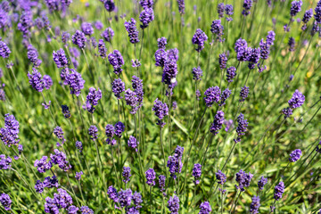 Lavender flowering in an English garden in summertime