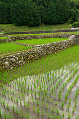 棚田の水田