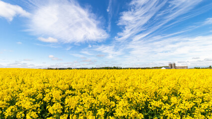 Obraz premium Bright yellow flowering oilseed rape field on a sunny day. Blue sky. Food plant. Plant for biofuel production. Latvia