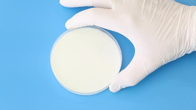 White gloves with petri dish andh white liquid for laboratory analysis. Research lab inspection for pharmaceutical  solutions. White liquid as milk  on Petri dish shaked by hand. Milk on Petri dish