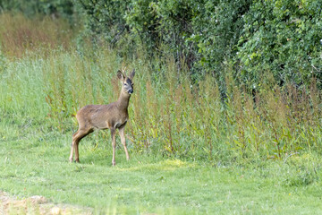 Alert young male European Roe Deer (Capreolus capreolus)
