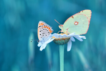 Closeup beautiful butterfly sitting on the flower in a summer garden