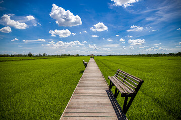 Green Terraced Rice Field in Nakhon Pathom, Thailand. Tourism of Rice field in summer on 21 June 2020