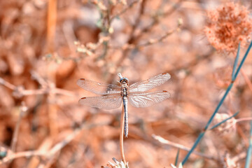 Macro shots, Beautiful nature scene dragonfly.   