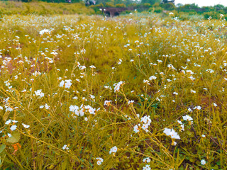 White Little Flower In Green Grass In Monsoon Season