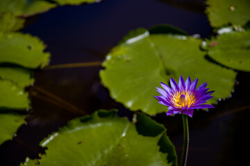 beautiful lotus flower on the water in garden.