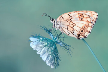 Closeup beautiful butterfly sitting on the flower in a summer garden
