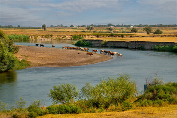 Kazakhstan. A herd of cows came to the Chu river to drink in the middle of a summer day.