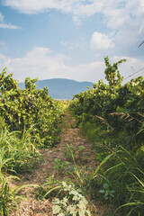 Fototapeta na wymiar grape trees in the wine production field 