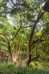 The English garden in the Royal Palace of Caserta, Italy.