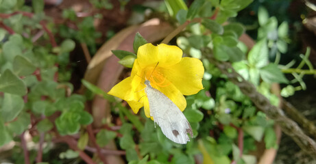 Mossrose and butterfly on the view