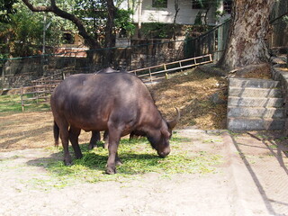The animals we found at the zoo, Thiruvananthapuram (Trivandrum), Kerala, India