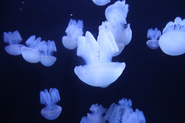 Fototapeta na wymiar white jellyfish in an aquarium 