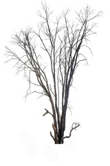 die tree isolated on white background 