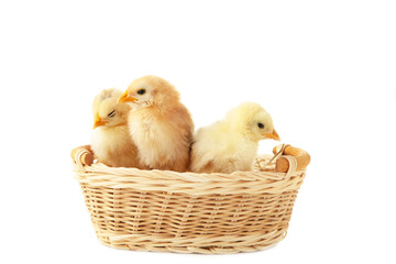 Three baby chicken inside of a basket isolated on white