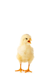 Little yellow chicken with open mouth isolated on the white background
