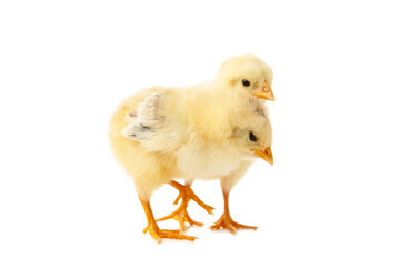Two little chicks in front of white background.