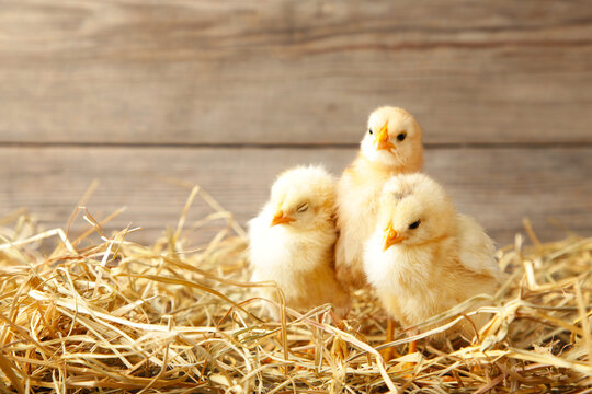 Three chicks in a straw on grey background