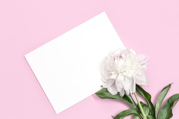 White peony flower on pink background with copy space. Postcard for mothers day, womens day, wedding invitation card.
