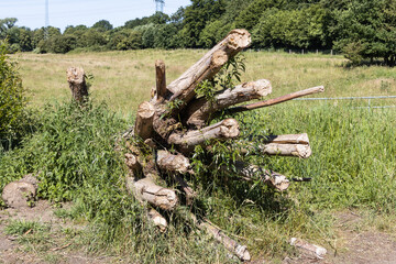 At the wildlife sanctuary Höltigbaum / Stemoorer Tunneltal