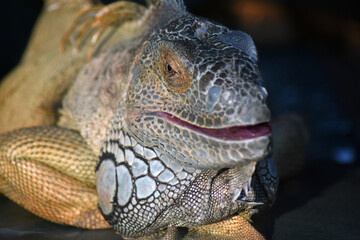 Lizard in aquarium