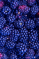 Blue berries of a blackberry. Macro photo. Background from appetizing berries of blue blackberry. Close-up. Blackberry berries texture. Drops of water on berries