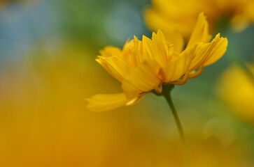 Close-up view of yellow cosmos flower in bloom