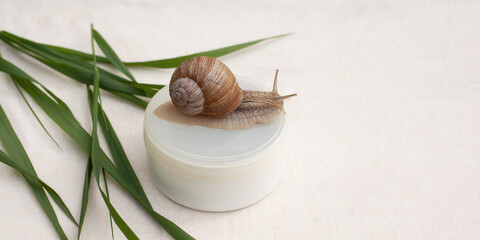 beauty skin care, snail mucin-based cosmetics © Fukume