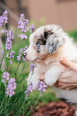 Beautiful Australian Shepherd puppy on a walk