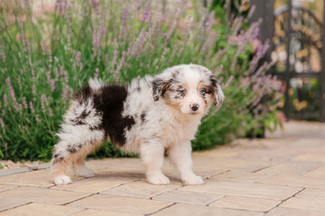 Fototapeta premium Beautiful Australian Shepherd puppy on a walk