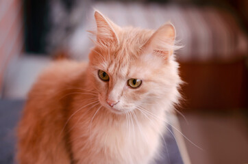 Sitting cream-colored domestic cat close-up. Calm. Red and fluffy. Pet favorite.