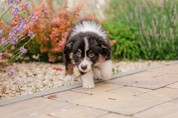 Beautiful Australian Shepherd puppy on a walk