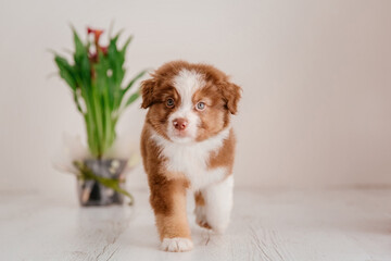 Beautiful Australian Shepherd puppy at home