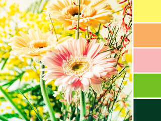 Bunch of beautiful flowers gerbera closeup. Woman, mother day greeting card. Color swatch