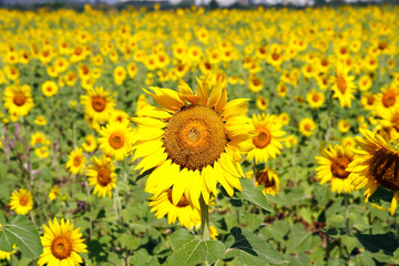 sunflowers in the field