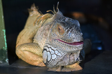 Iguana on black background