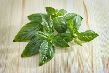 Fresh green basil on wooden table