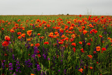 Summer scarlet poppy flowers. Red poppy flowers meadow. Wonderful landscape during summertime. Blooming red poppies on field.