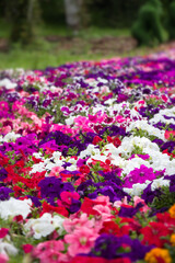 flowers in the garden