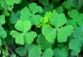 Fototapeta na wymiar Closeup Vibrant Green Irish Shamrock or the Three-leaf Clovers on the Field