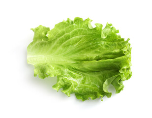 Green oak lettuce isolated on white background