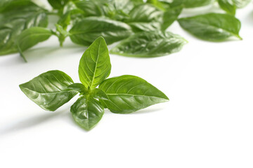 Fresh green basil isolated on white